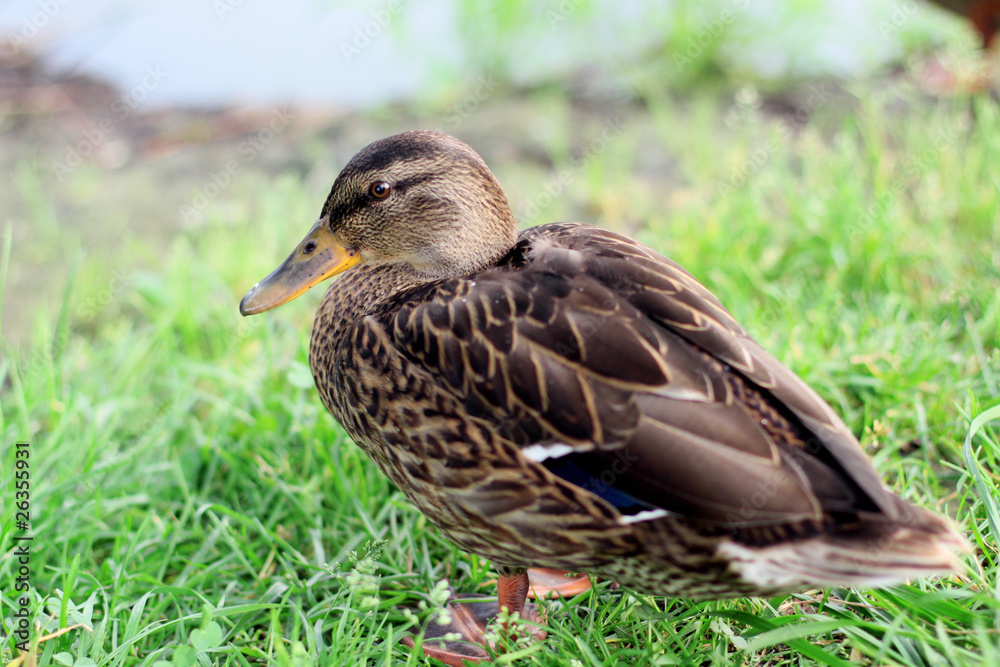 Wild duck. Wild duck.