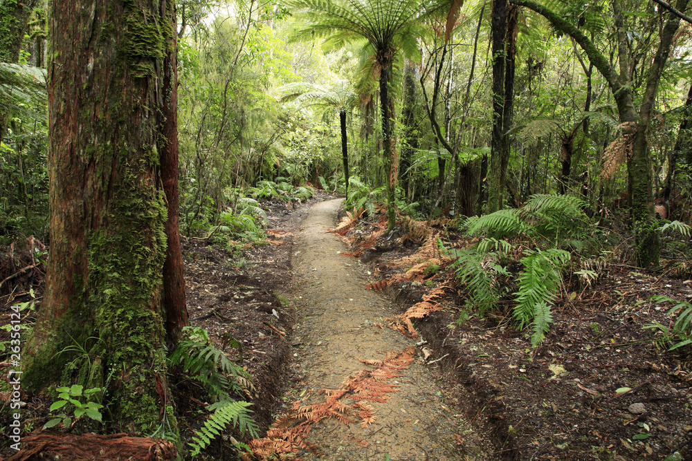 Obraz premium Walking trail in tropical forest jungle