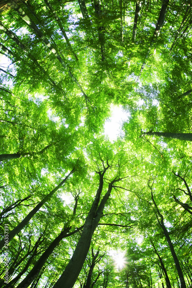 Fototapeta premium Beech canopy
