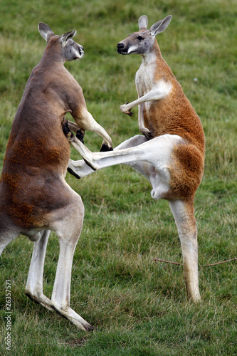 Combat de kangourous