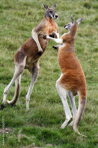 Combat de kangourous