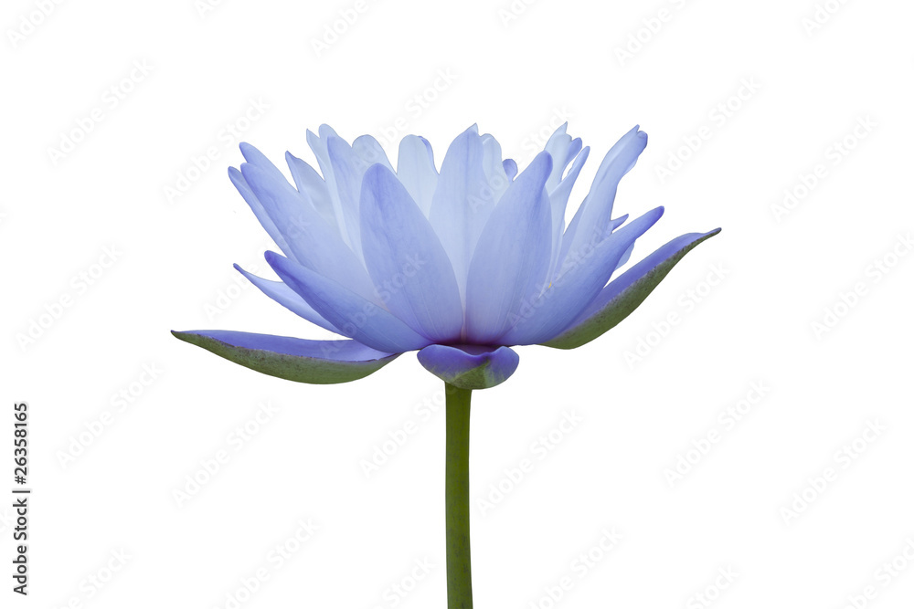 Water lily isolated on white background Water lily isolated on white background