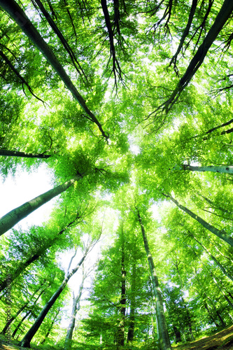 Beech canopy