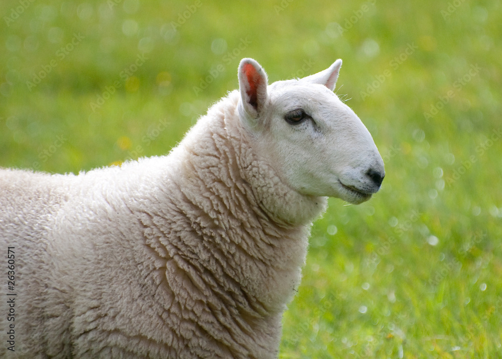 Obraz premium close in view of sheep