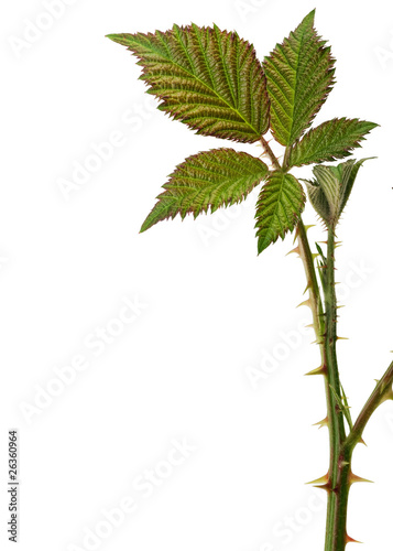 Bramble with thorns isolated one white