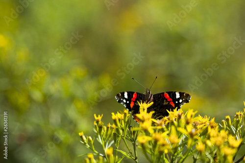Mały śliczny motyl Rusałka Admirał na żółtym kwiatku