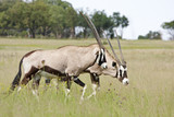 Two Gemsbok (Oryx) Walking through grassland