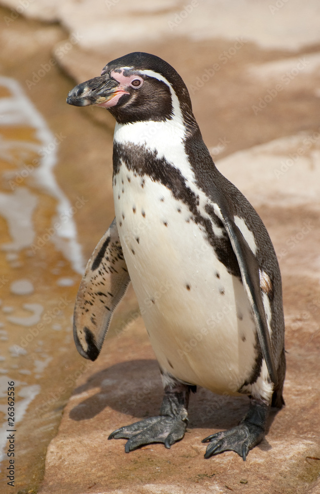 Naklejka premium magellanic penguin
