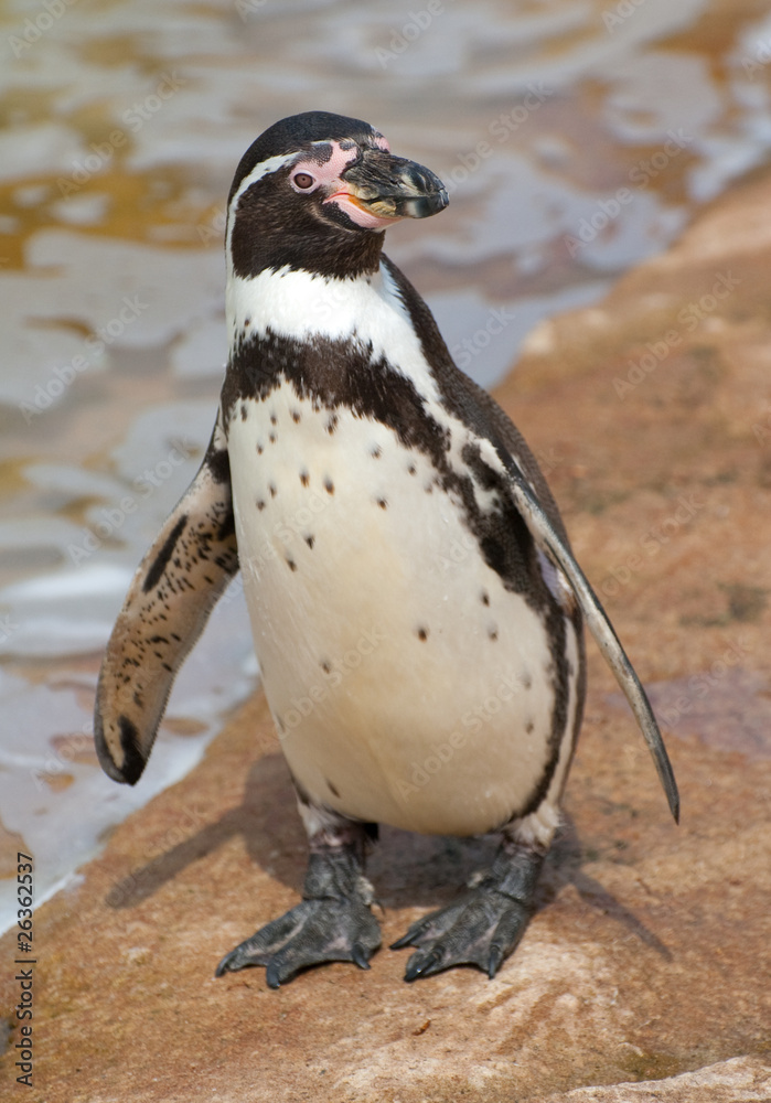 Obraz premium penguin by water