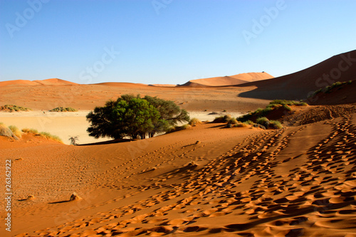 Dune and tree in Namib Desert in Namibia  Soussusvlei 