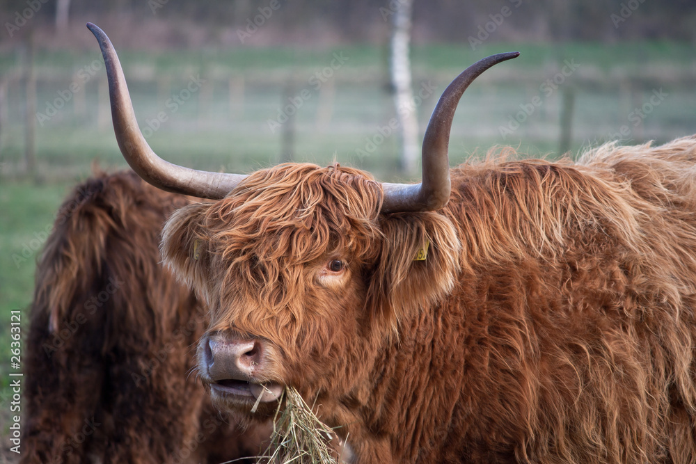 Highland Cow