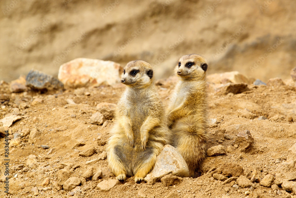 Fototapeta premium Two Suricata suricatta