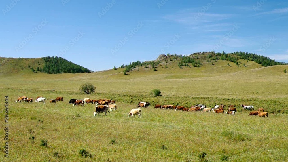 Herd of horses and cows in the mountains Herd of horses and cows in the mountains