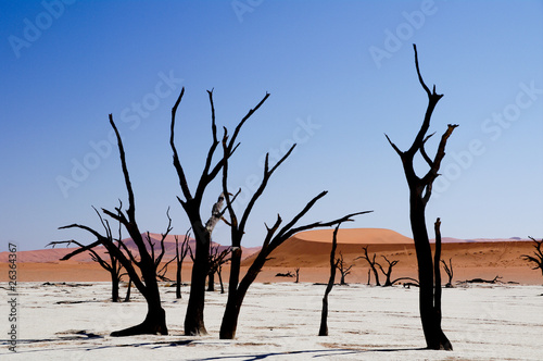 Dead vlei in namib desert in Namibia,dead trees (sossusvlei)