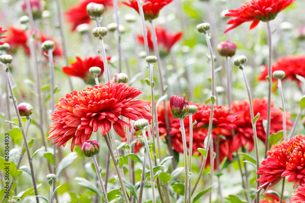 chrysanthemum flowers