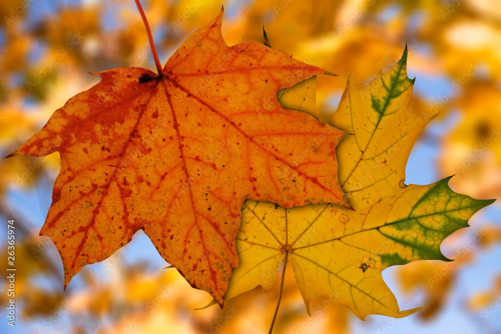two maple leaves on blurry autumnal background two maple leaves on blurry autumnal background