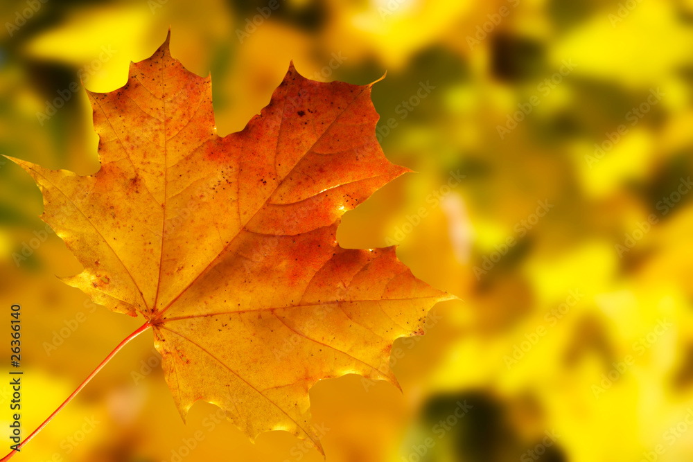 maple leaf on colored blurry autumnal background maple leaf on colored blurry autumnal background
