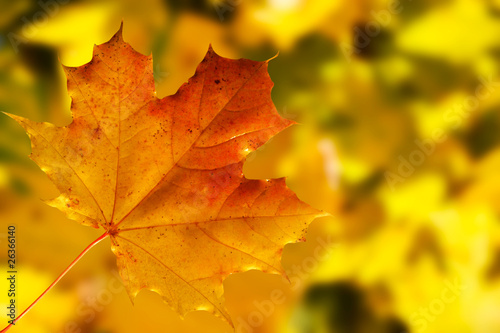 maple leaf on colored blurry autumnal background