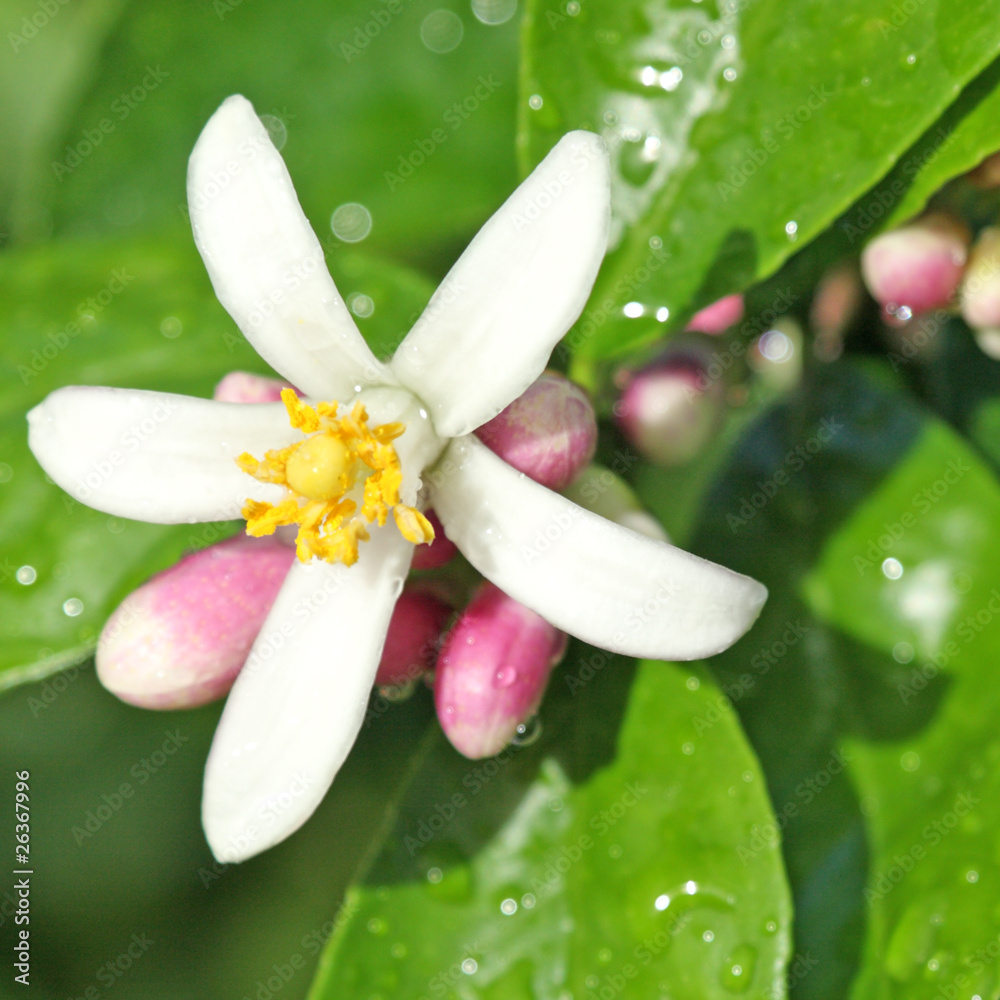 fleur de citronnier Photos Adobe Stock