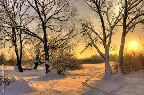 Beautiful winter sunset with trees in the snow © Jaroslaw Grudzinski