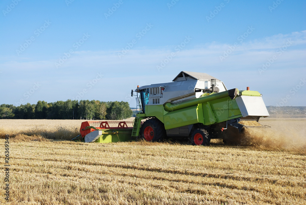 Obraz premium Cleaning of a wheaten field by a combine