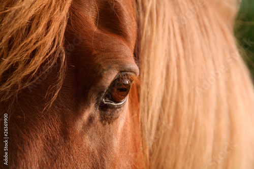 Eye of an Icelandic Horse