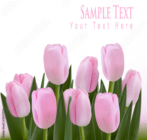 Pink tulips. Vector.