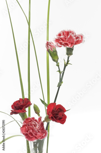 Beautiful spring carnation