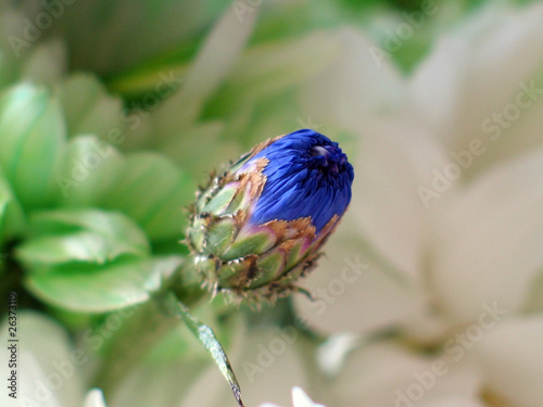Blue Flower Bud