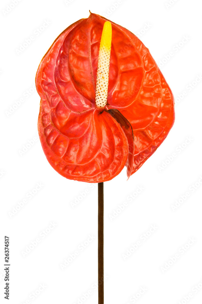 Beautiful red anthurium