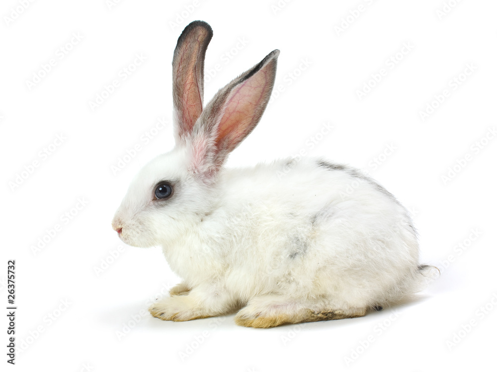 Happy New Year of rabbit Happy New Year of rabbit