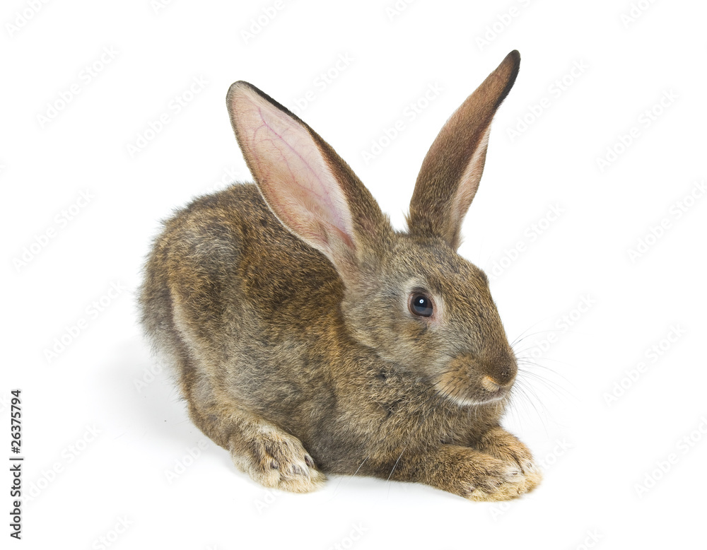 Happy New Year of rabbit Happy New Year of rabbit