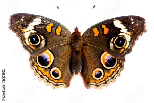Buckeye Butterfly isolated on white