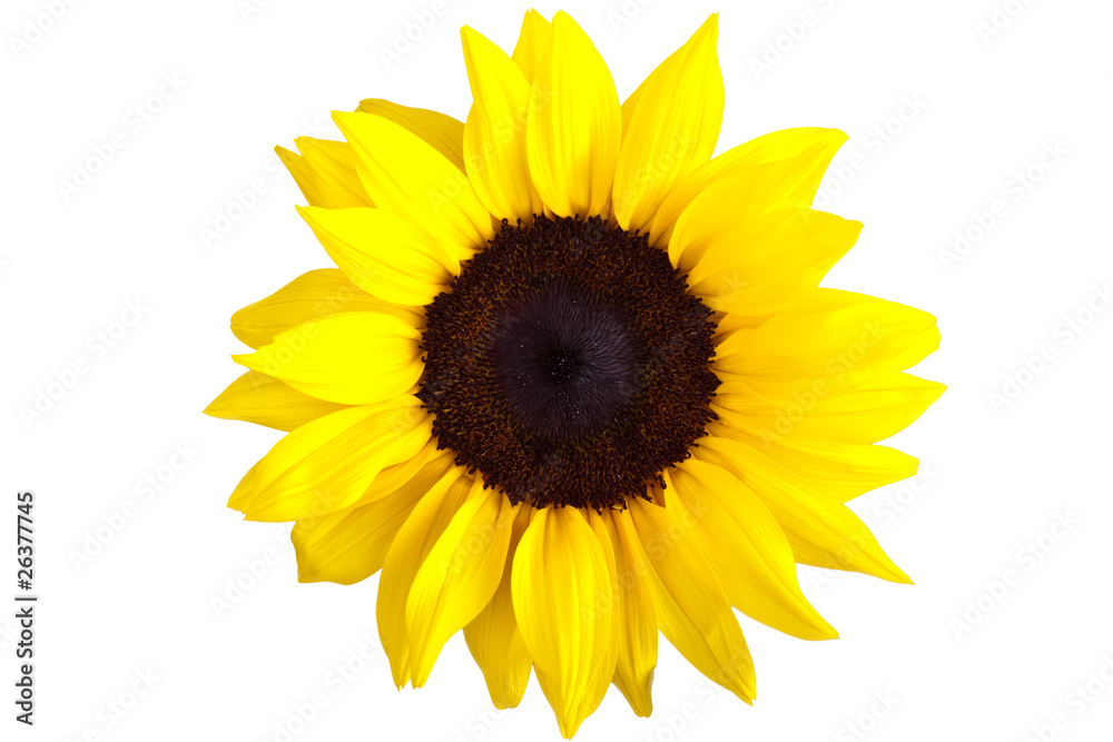 Naklejka premium Perfect Sunflower, completely isolated on white background