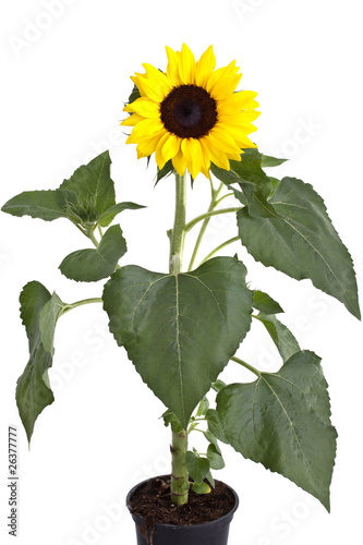 Fototapeta Naklejka Na Ścianę i Meble -  Sonnenblume mit Topf - Schattenfrei isoliert