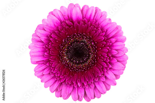 Fototapeta Naklejka Na Ścianę i Meble -  Perfect Pink Gerber Daisy