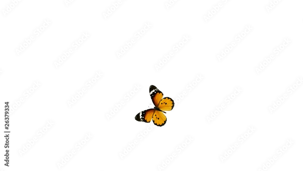 Colorful butterfly is flying around and landing.