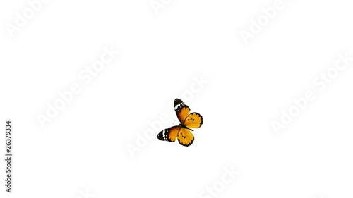 Colorful butterfly is flying around and landing.