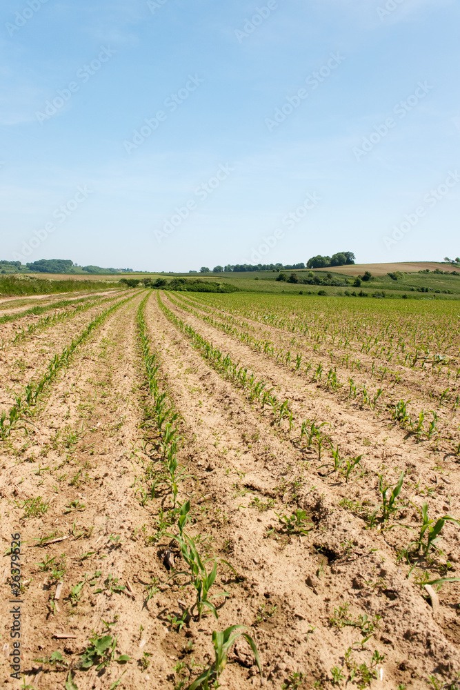 Maize field