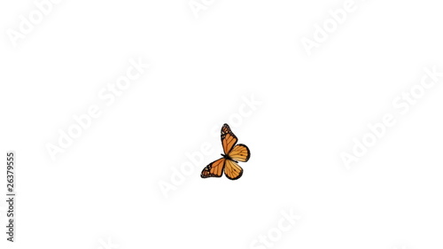 Butterfly flying around and landing. Alpha channel is included.