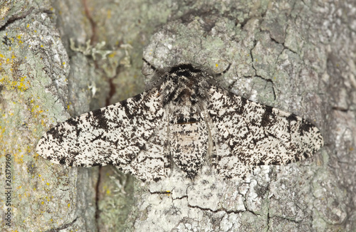 Peppered moth (Biston betularia) photo