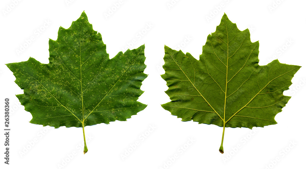 Green maple leaves Green maple leaves
