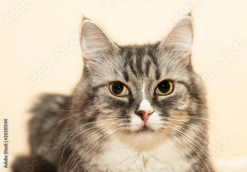 Beautiful face of cat closeup