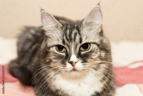 Beautiful face of cat closeup © Andrii Muzyka