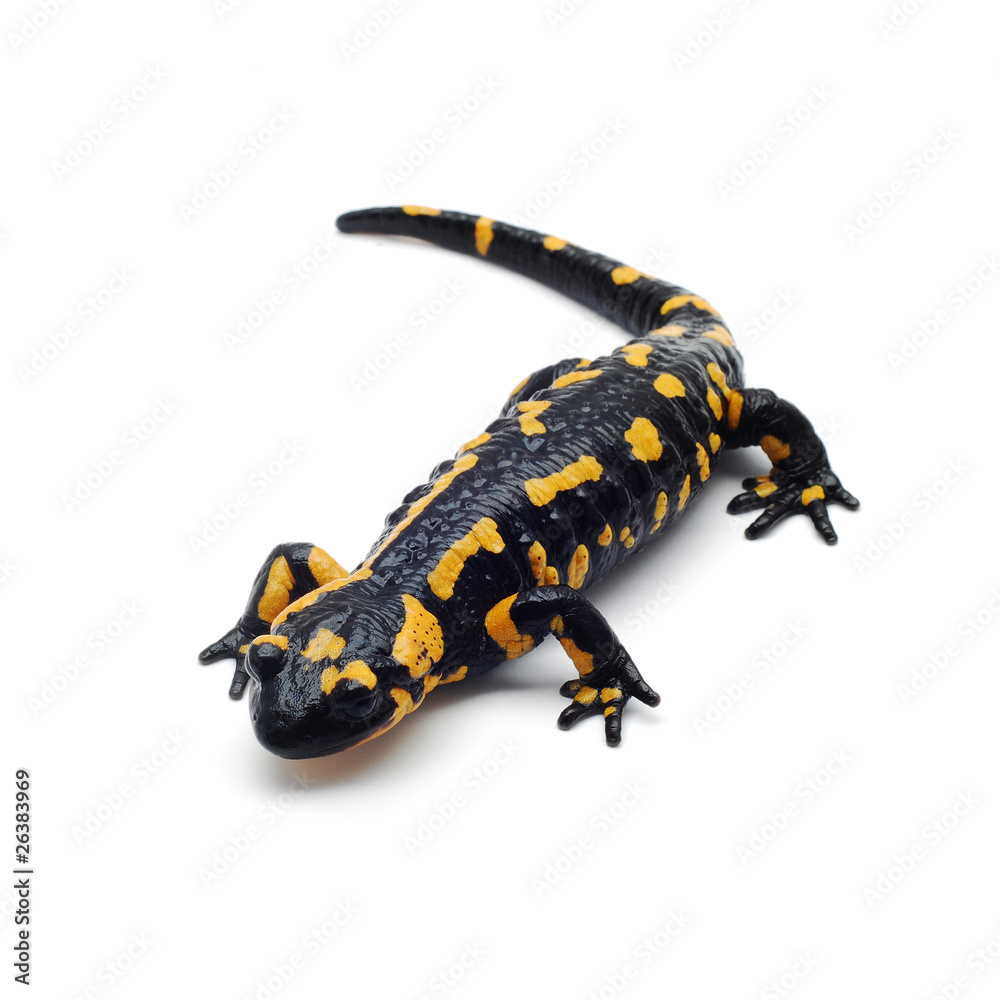 salamander salamander