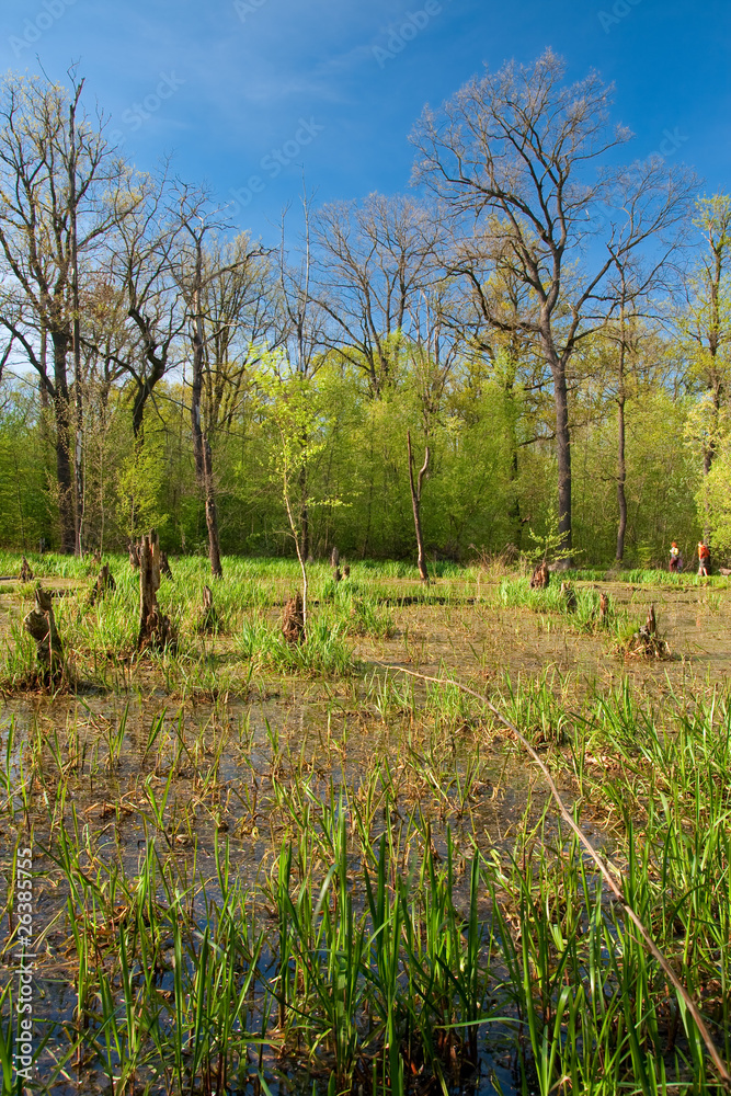 Fototapeta premium Spring shot of marsh in forest (Turkov Ostrava - Czech Republic)