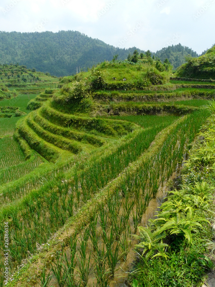 Terrasses de rizières