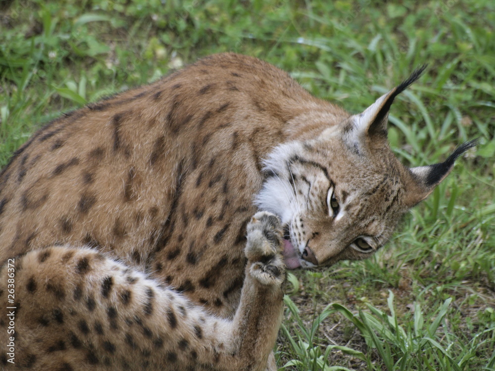 Obraz premium Lince ibérico