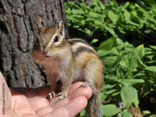 Доверчивый бурундук (Chipmunk)