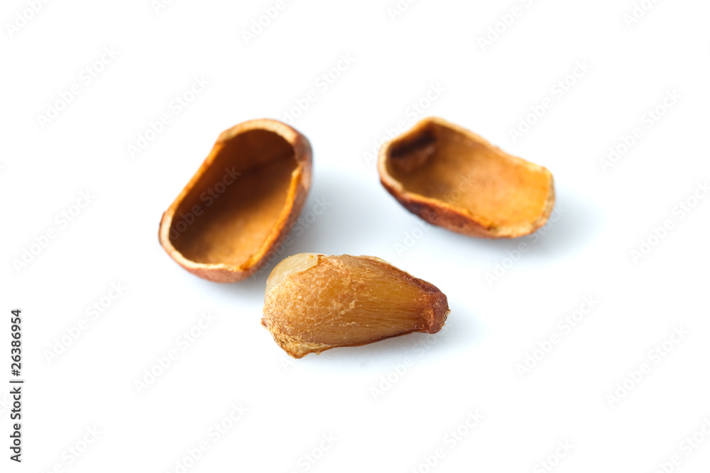 pine cone on a white background. isolated object pine cone on a white background. isolated object